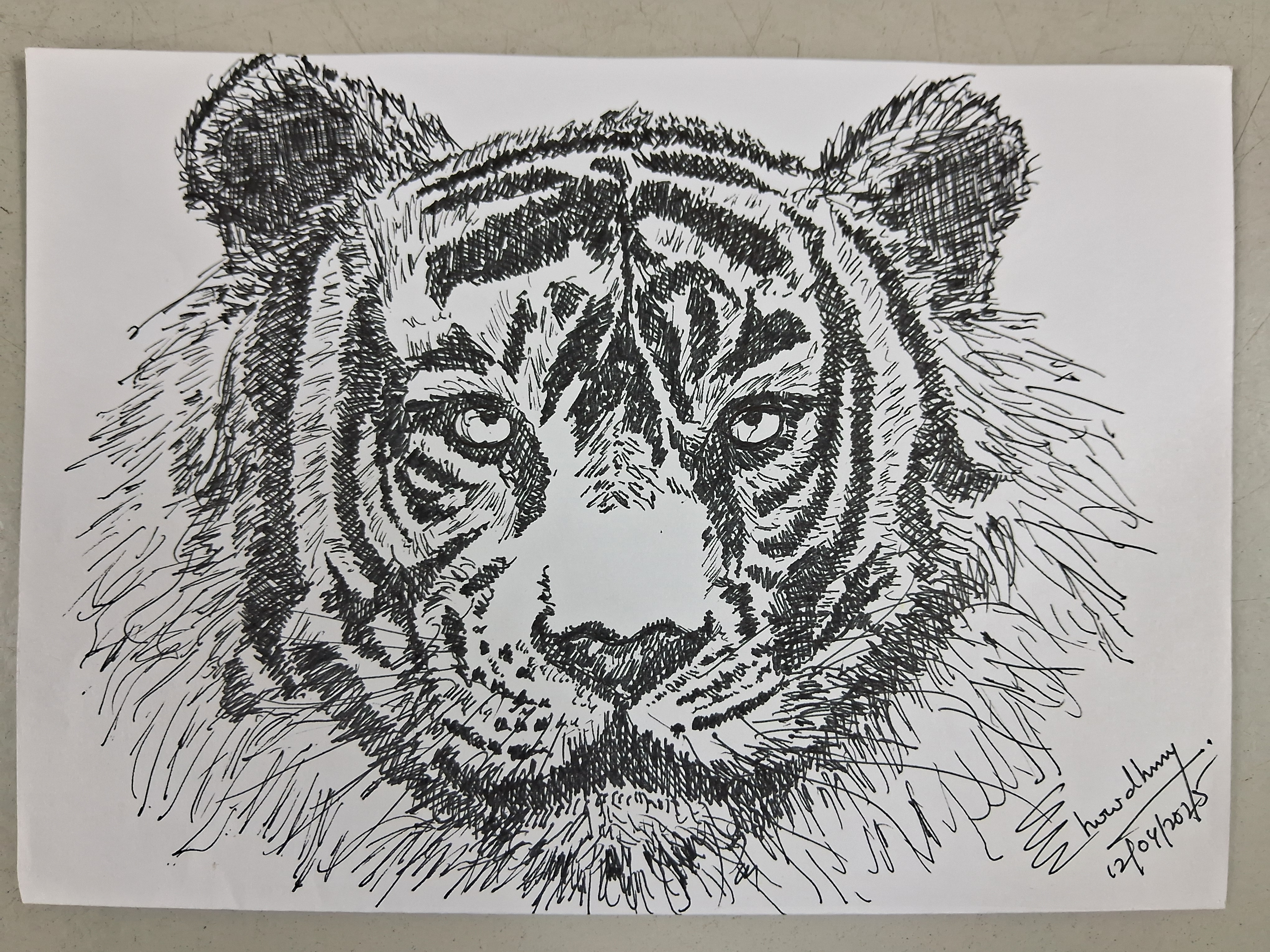 Tiger - sketch